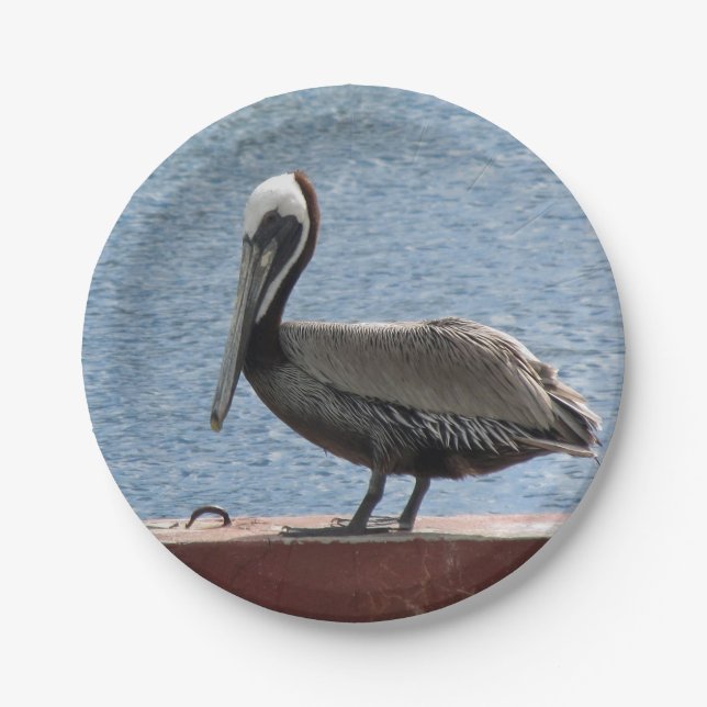 Prato De Papel Wildlife Brown Pelican Water Photo (Frente)