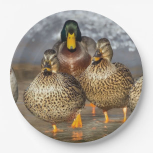 Prato De Papel Wildlife Mallard Ducks Foto
