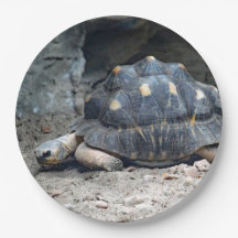 Wildlife Tortoise Reptile Photo