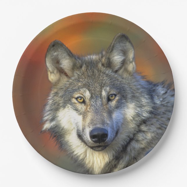 Prato De Papel Wolf_2015_0302 (Frente)