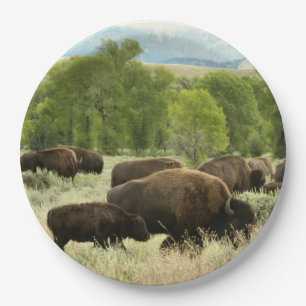 Prato De Papel Wyoming Bison Nature