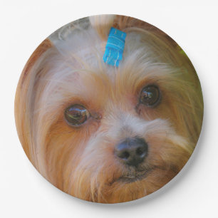 Prato De Papel Yorkshire Terrier Yorkie Breve favorita