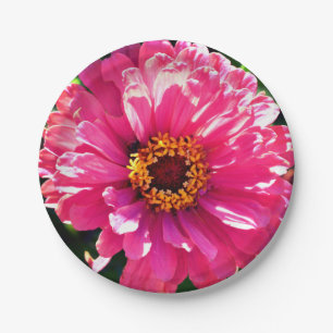 Prato De Papel Zinnia Rosa