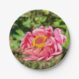 Prato De Papel Zinnia rosa com centro amarelo