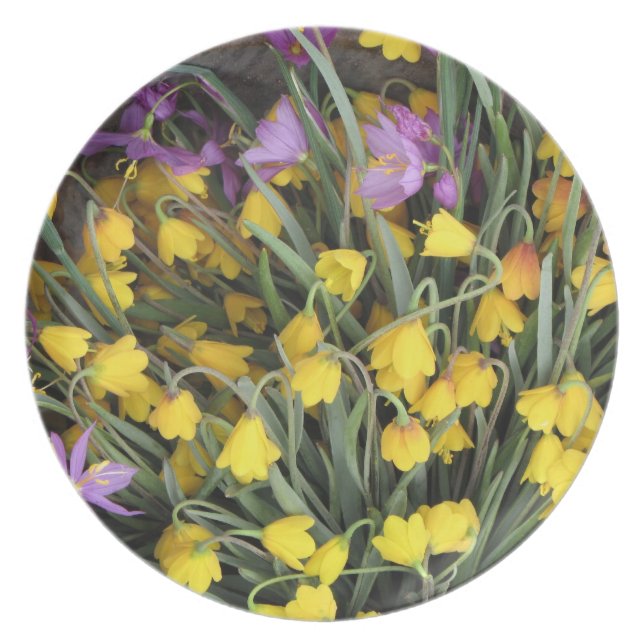 PRATO PLACA (Frente)