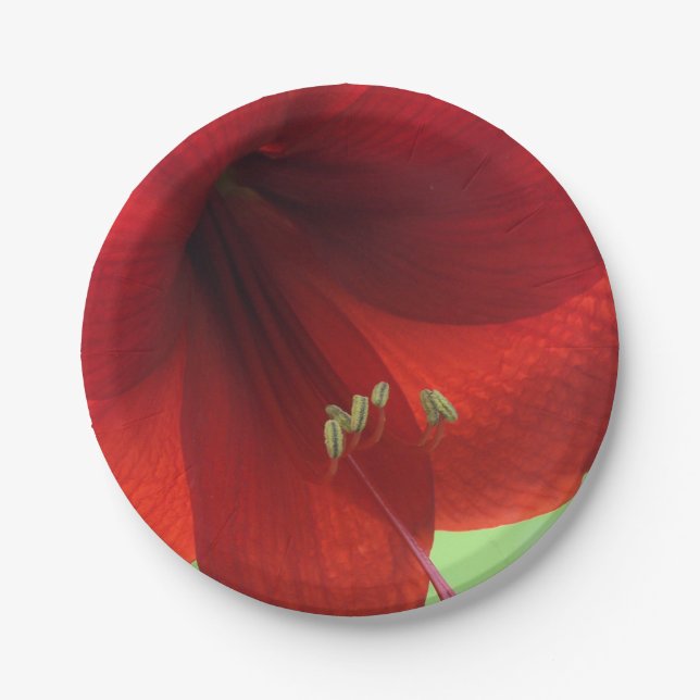 Pratos de papel de flor de amarílis vermelha (Frente)