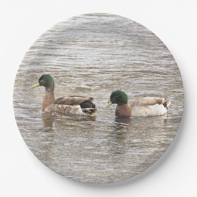 Pratos de Papel Foto Patos-reais (Frente)