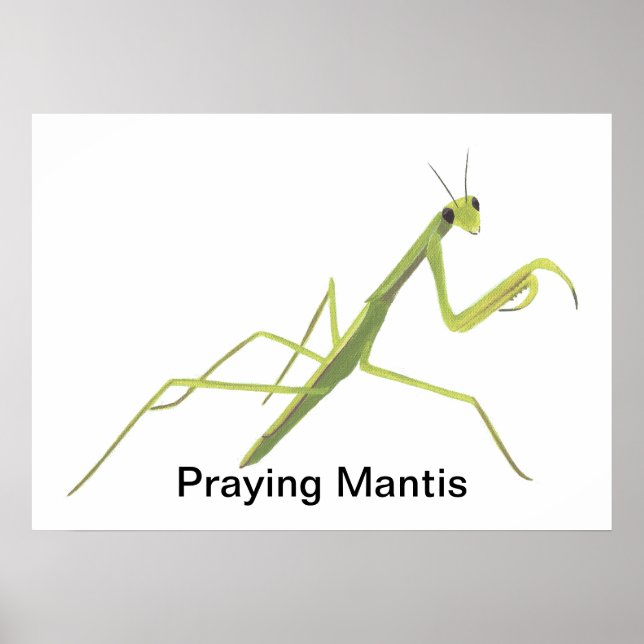 Praying Mantis Painting Custom Posters (Frente)