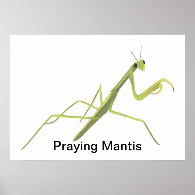 Praying Mantis Painting Custom Posters (Frente)