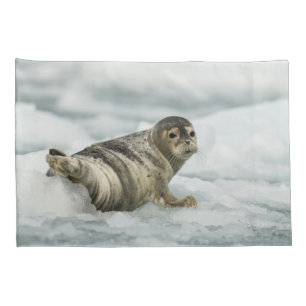 Precioso Baby Seal