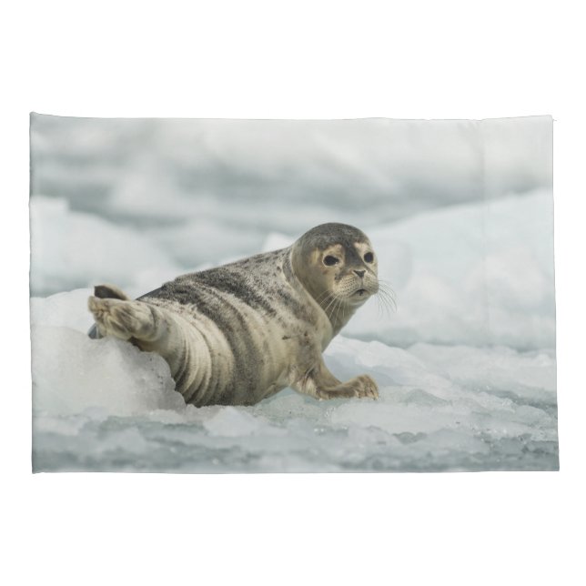 Precioso Baby Seal (Parte Traseira - Direita)