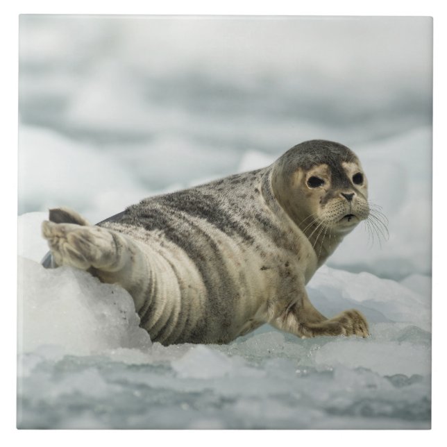 Precioso Baby Seal (Frente)