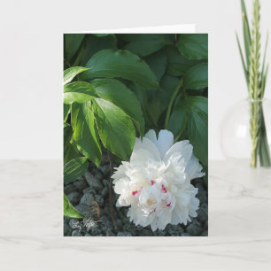 Precioso Peony Vazio Saudação e/ou Cartão de Nota