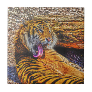 Preening Sumatran Tiger Big Cat Willife Art