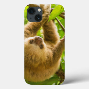 Preguiça de cabeça para baixo das imagens   de
