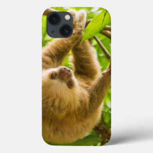 Preguiça de cabeça para baixo das imagens   de