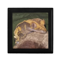 Caixa de Presentes de Gecko Detido