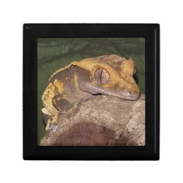 Presente Caixa de Presentes de Gecko Detido