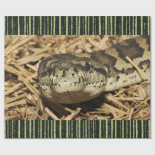 Presente Cobra de papel de empacotamento brilhante