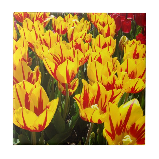 Presente de arte em azulejos Tulipas Flores Floral (Frente)