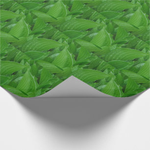 Presente Folhas verdes do Hosta com papel de envolvimento