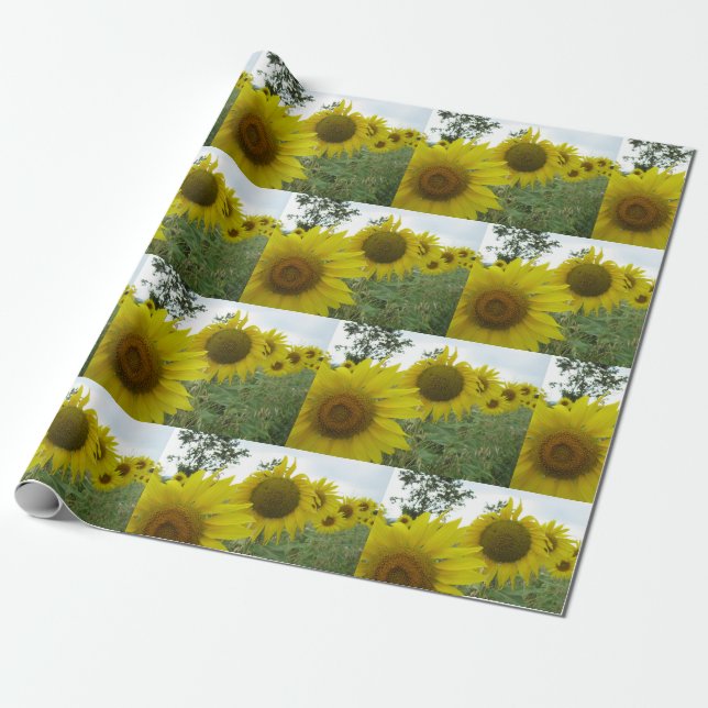 Presente Girassóis Matam Papel de Enrolamento (Desenrolado)
