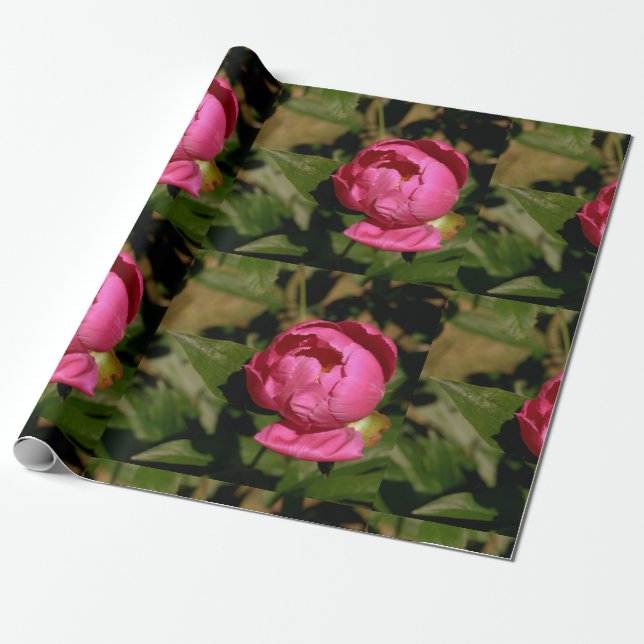 Presente Papel de emblema de pénia rosa, cor-de-rosa (Desenrolado)