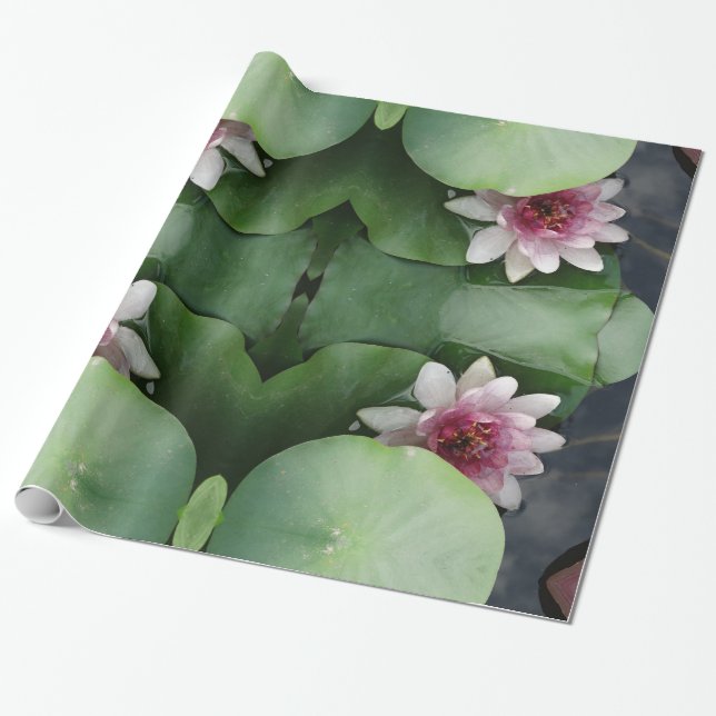 Presente Papel de emblema para fotografia do Lotus (Desenrolado)