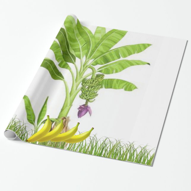 Presente Papel de enrolamento da árvore da banana (Desenrolado)