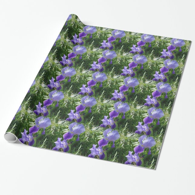 Presente Papel de enrolamento da ventoinha púrpura (Desenrolado)