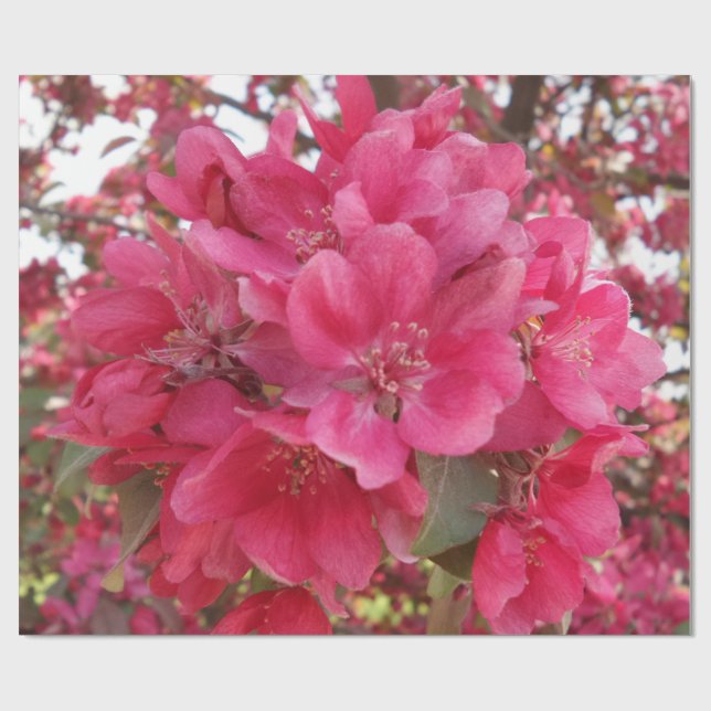 Presente Papel de enrolamento do ventilador da primavera (Aberto)