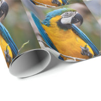 Papel de envolvimento azul e amarelo do Macaw