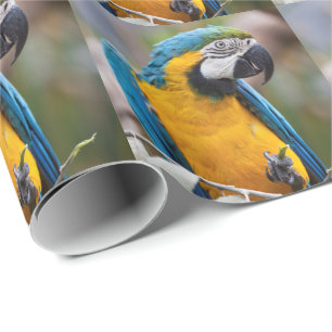 Presente Papel de envolvimento azul e amarelo do Macaw