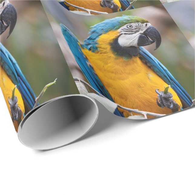 Presente Papel de envolvimento azul e amarelo do Macaw (Ponta do rolo)