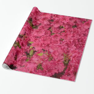 Presente Papel de envolvimento cor-de-rosa da azálea