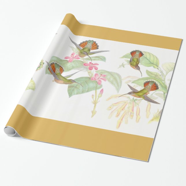 Presente Papel de envolvimento dos colibris de Goulds (Desenrolado)