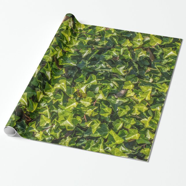 Presente Papel de envolvimento verde da hera (Desenrolado)