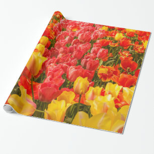 Presente tulipas em papel de enrolamento brilhante
