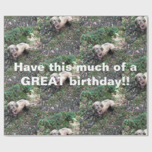 Um engraçado rolo de papel embrulhado da Vizsla hú