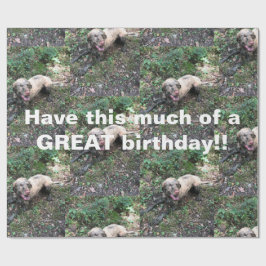 Presente Um engraçado rolo de papel embrulhado da Vizsla hú