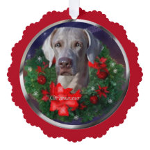 Presentes de Natal do Weimaraner
