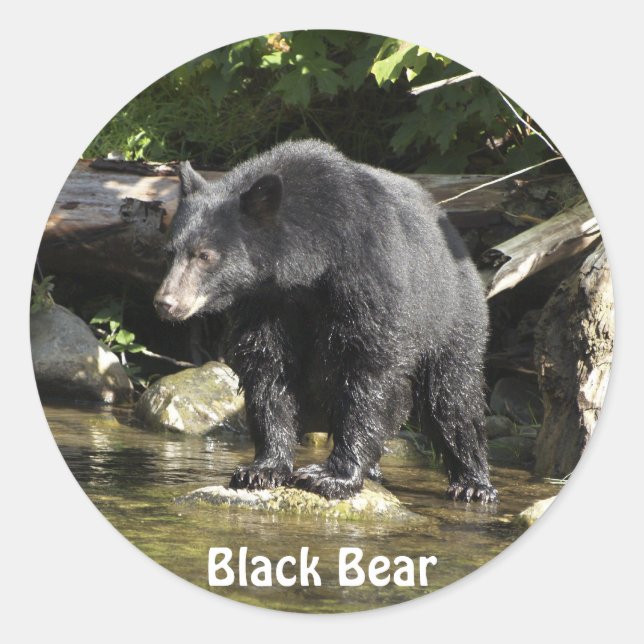 Presentes do adesivo de Urso Preto "Spotting de Sa (Frente)