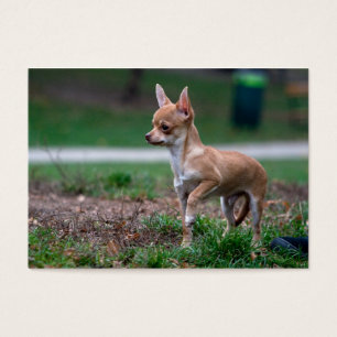 Presunçoso doce de Gundog do filhote de cachorro