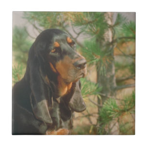 Preto e azulejo do Coonhound de Tan