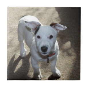Preto E Branco Bonito De Jack Russell Puppy