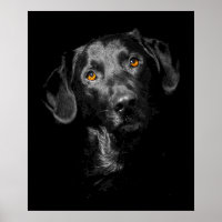 Preto Labrador Poster de Canvas de Cachorro Imprim