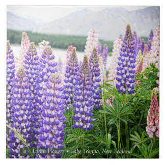 Pretty Lupins @ Lake Tekapo New Zealand
