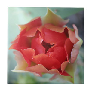 Primavera