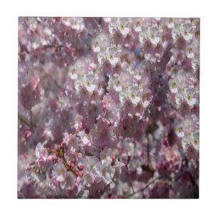 Primavera a rosa