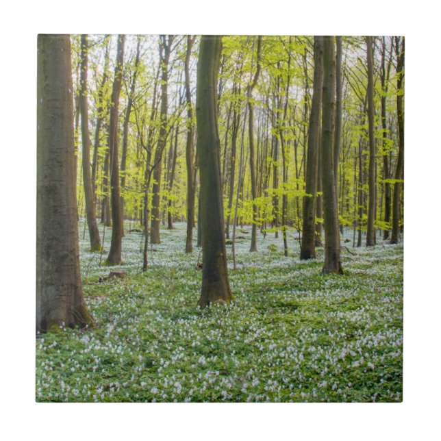 Primavera à vida (Frente)